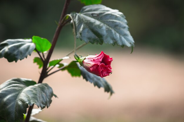 Zdjęcie kwiat hibiskusa w pełnym rozkwicie na wiosnę