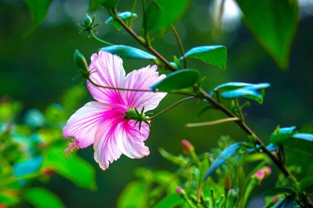 Kwiat Hibiskusa Z Rodziny Malwakowatych Malvaceae Lub Rosasinensis Znany Jako Kwiat Buta W Pełnym Rozkwicie