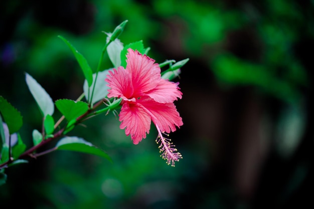 Kwiat hibiskusa z rodziny ślazowatych Malvaceae Hibiscus rosasinensis znany Kwiat buta w pełnym rozkwicie