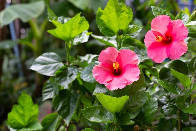 Zdjęcie kwiat hibiskusa z zielonymi liśćmi