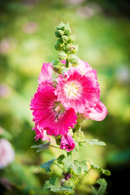 Kwiat hollyhock różowy i biały