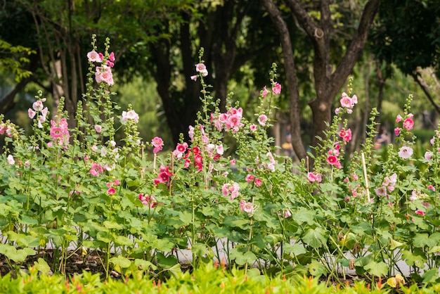 Kwiat hollyhock różowy i biały