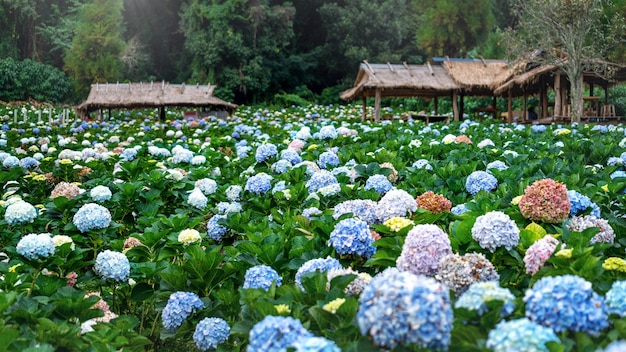 Kwiat hortensji w Chiang Mai, Tajlandia