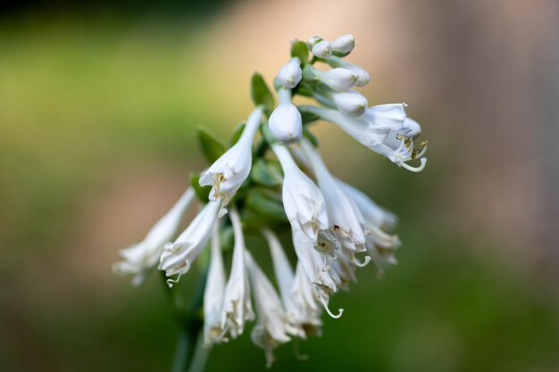 Kwiat Hosta Z Bliska