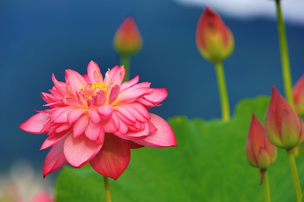 Kwiat i pąki lotosu peonii z zielonymi liśćmi Kwieć i pąky lotosa peonii różowe kwitnące w stawie