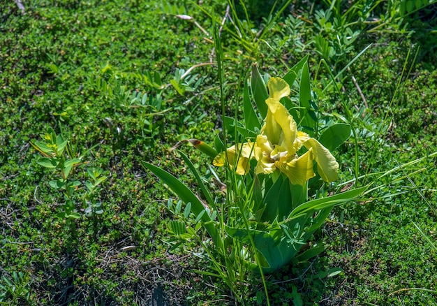 Kwiat Iris reichenbachii na łące wiosną