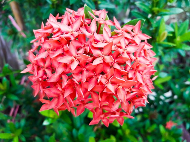 Kwiat Ixora