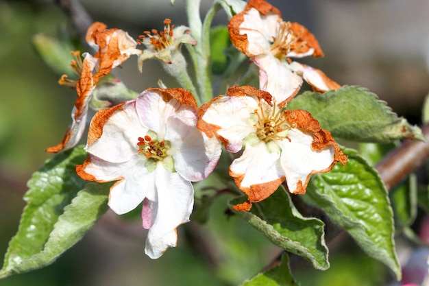 Zdjęcie kwiat jabłka uszkodzony przez poranny mróz w regionie prespamacedoniaiamge w
