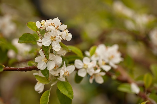 Kwiat jabłoni kwitnie wiosną w uprawie sadów jabłoniowych do produkcji jabłek ekologicznych