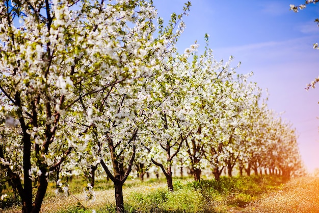 Kwiat jabłoni na drzewie Kwitnący sad wiosną Sezonowe tło Kwitnący sad wiosną Malowniczy obraz drzew w dramatycznym ogrodzie Piękno ziemi Ukraina