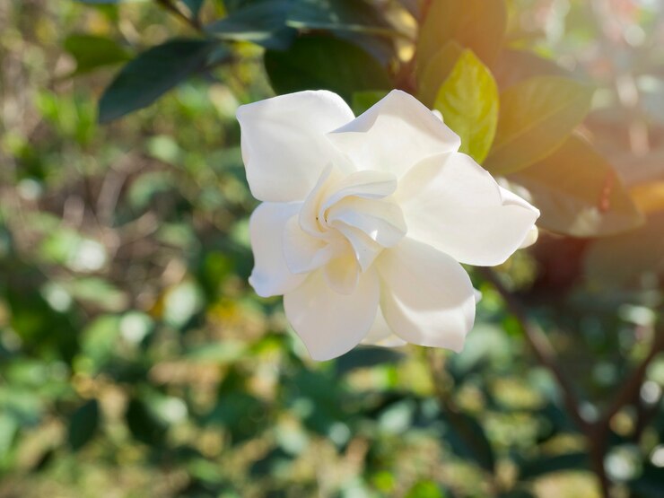 Zdjęcie kwiat jasminoides gardenia znany jako przywieziony kwiat cape jasmine