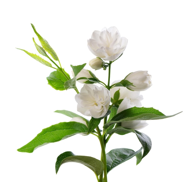 Kwiat Jaśminu Na Białym Tle Gałąź Białych Kwiatów Jaśminu Frotte