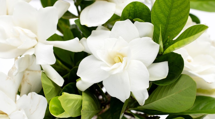 Zdjęcie kwiat jaśminu zielonego lub ogrodowa gardenia gerdenia