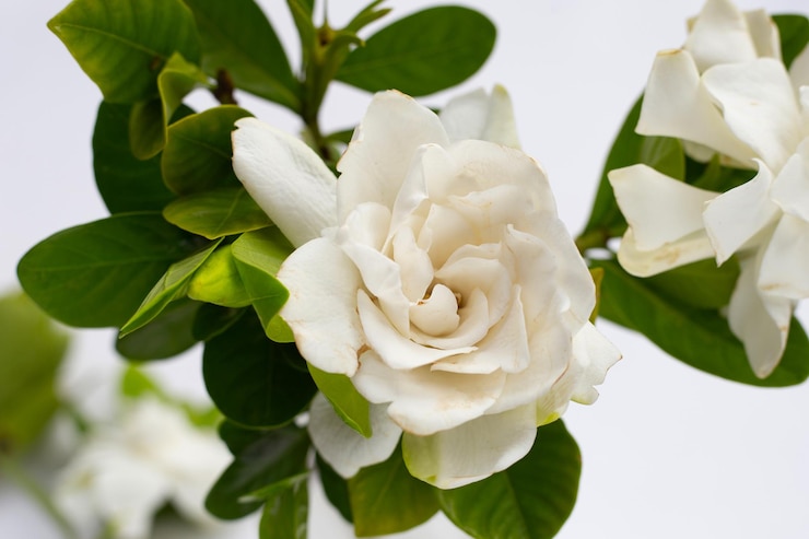 Zdjęcie kwiat jaśminu zielonego lub ogrodowa gardenia gerdenia