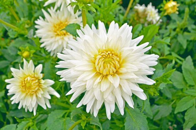 Kwiat Kaktusa Dahlia