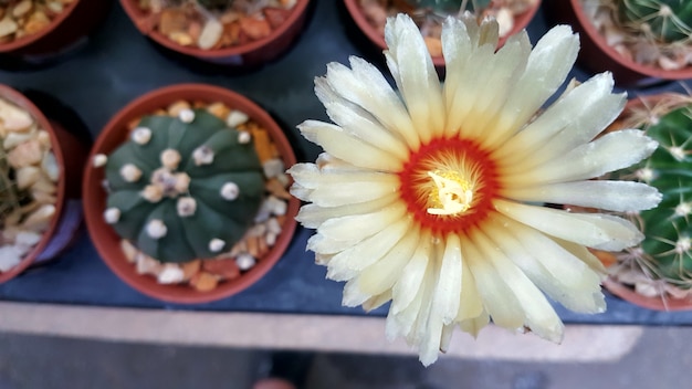 Zdjęcie kwiat kaktusa