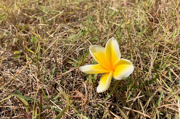Kwiat Kamboja (Plumeria), znany również jako kwiaty Lei i Frangipani, w płytkim skupieniu na suchej trawie