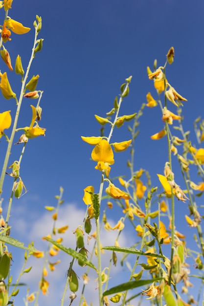 Kwiat Konopi Sunn (crotalaria)