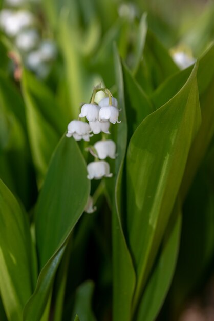 Kwiat konwalii (Convallaria majalis)