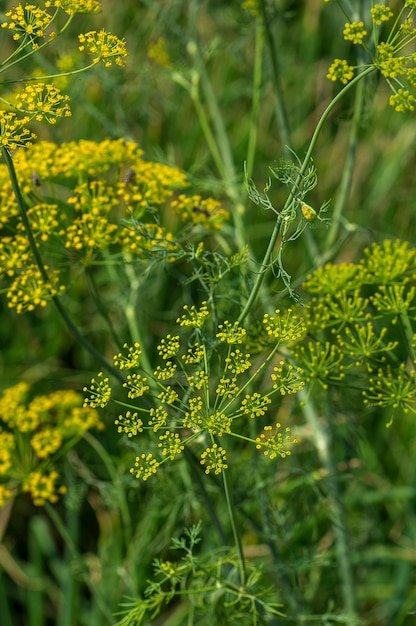 Kwiat kopru zielonego (Anethum graveolens) rośnie na polach uprawnych.