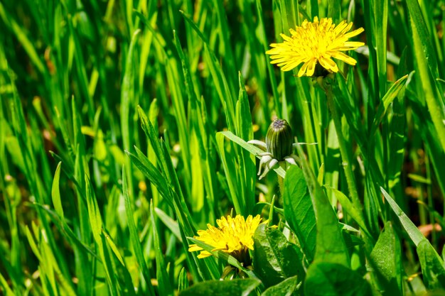 Kwiat łąkowy Dandelion kolor żółty na Zielonej trawy wiośnie