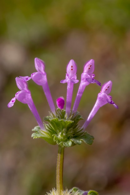 Kwiat Lamium amplexicaule (fioletowy smok)