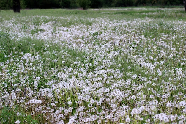 Kwiat lawendy Piękny chryzantem fioletowy tulipan Buket pięknych różowych tulipanów gotowy jako prezent na Święto Walentynek