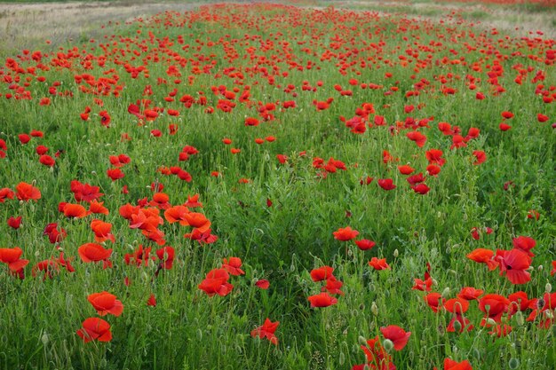 Kwiat lawendy Piękny chryzantem fioletowy tulipan Buket pięknych różowych tulipanów gotowy jako prezent na Święto Walentynek