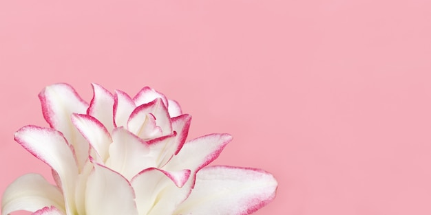 Kwiat Lilii Białej Z Bliska Płatki Lilii Piwonii Na Różowym Naturalny Transparent Kwiatowy