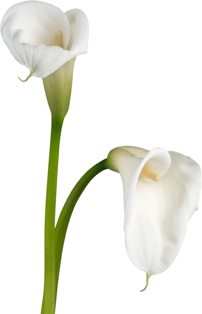 Kwiat lilii Calla