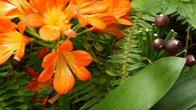 Kwiat Lilii Kafirowej Natal. Clivia Miniata Pomarańczowy Egzotyczny Kwiat Botaniczny. Tropikalna Zieleń Ogrodowa