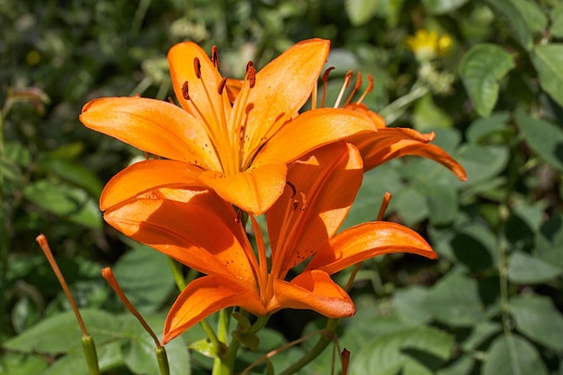 Kwiat lilii Lilium