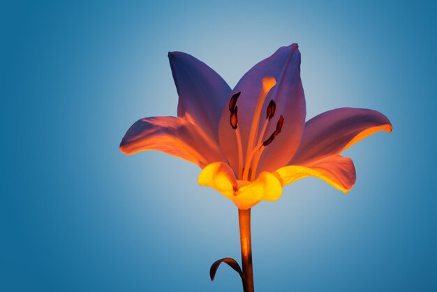 Zdjęcie kwiat lilii pod kolorowym neonowym światłem