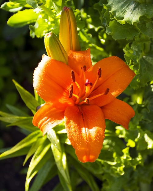 Kwiat Lilii Pomarańczowej Rosnący W Ogrodzie Liliowiec Do Ogrodu