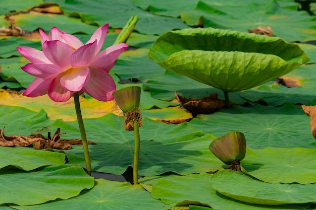 Kwiat lilii wodnej lub lotosu w letnim stawie.