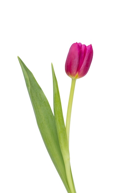 Kwiat liliowego tulipana na białym tle Miłość międzynarodowy dzień kobiet Dzień matki i koncepcja Happy Valentine Day