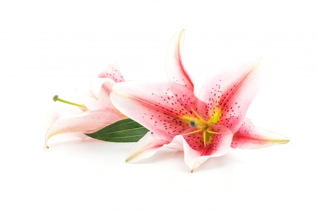 Kwiat Lilly Na Białym Tle