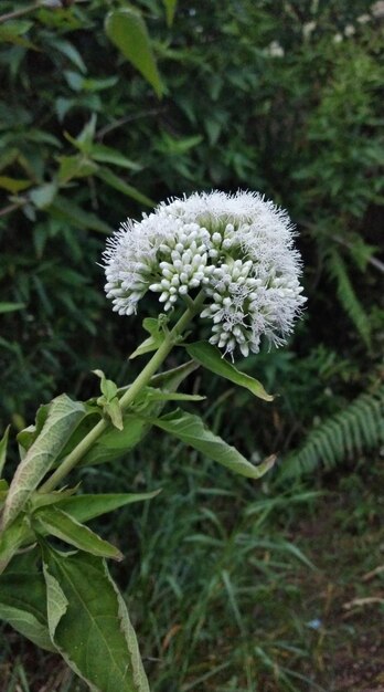 Kwiat łopatki Allium giganteum