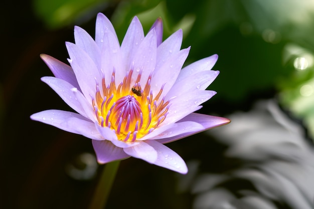 Kwiat lotosu (lilii wodnej) kwitnie codziennie rano.