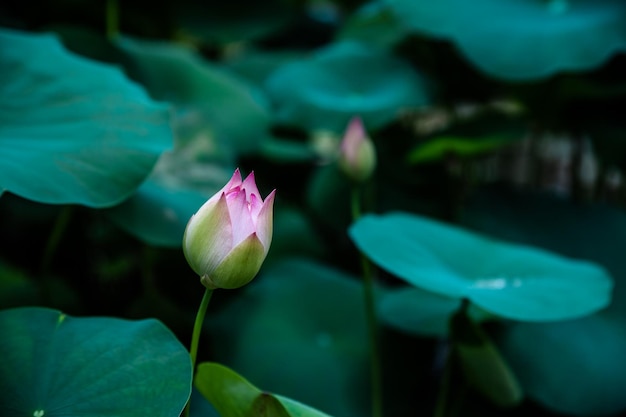 Kwiat lotosu różowe kwiaty lilie wodne tło wodne roślina kwitnąca tropikalne części świata Lilie wodne dostarczają pożywienia rybom i dzikiej przyrodzie