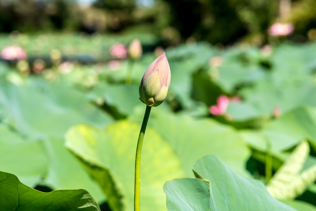 Kwiat lotosu różowy wody. Latem rośnie na jeziorze. Piękny widok.