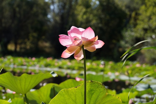 Kwiat lotosu w małym zbiorniku na terytorium regionu Wołgograd