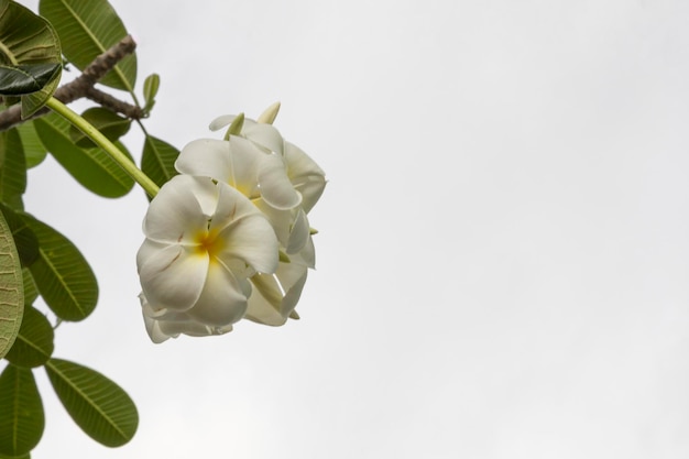 Kwiat lub kwiat Plumeria Bukiet na gałęzi drzewa Plumeria jest biały i żółty płatek