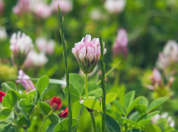 Zdjęcie kwiat lucerna różnorodny na niewyraźnym tle