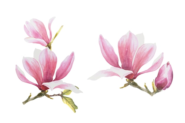 Kwiat magnolii akwarela ręcznie rysowane ilustracja na białym tle