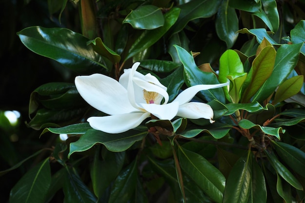 Kwiat magnolii. Kwitnący biały kwiat na tle dużych zielonych liści.