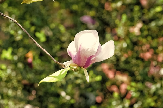 Kwiat magnolii kwitnący na gałązce na zielonym tle bokeh