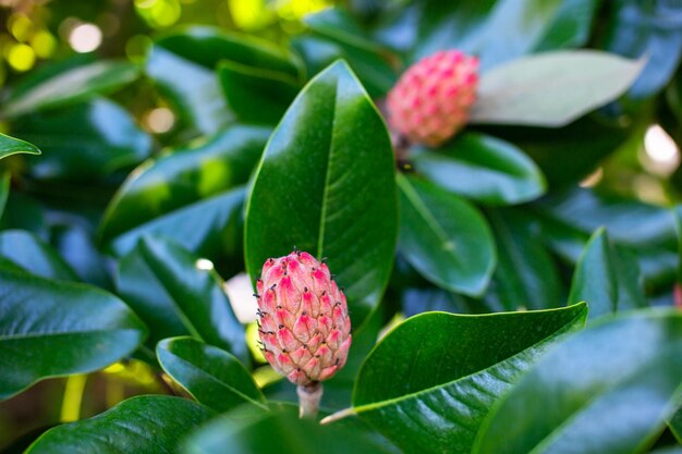 Kwiat magnolii Magnolia grandiflora