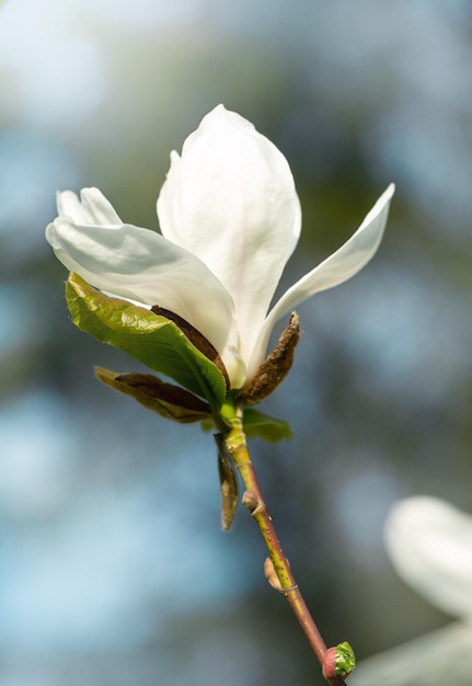 Kwiat magnolii na rozmytym tle Zbliżenie