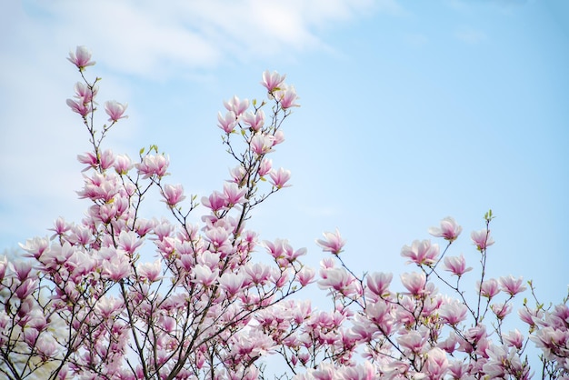 Kwiat magnolii na tle błękitnego nieba